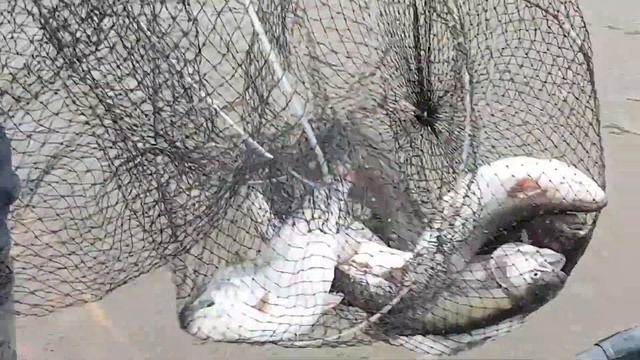 Гости РК" МАРЛИН". смотреть онлайн