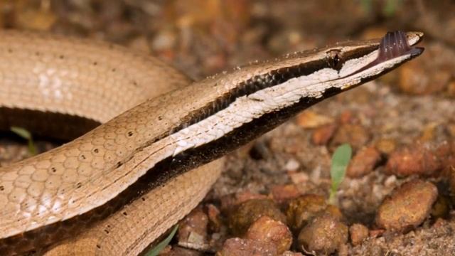 Полосатый лиалис (лат. Lialis Burtonis)