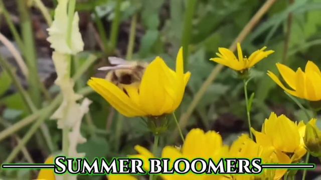 Summer bloomers | find your beauty in flowers | Summertime смотреть онлайн