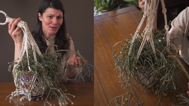 Rhipsalis pilocarpa (Hairy stemmed rhipsalis) Houseplant Care — 32 of 365 смотреть онлайн