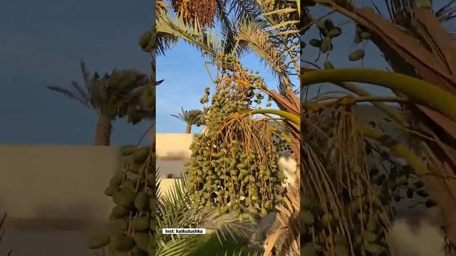 Вы, кстати, пробовали свежие финики? Смотрите, сколько их на пальме. Египет. Хургада. смотреть онлайн