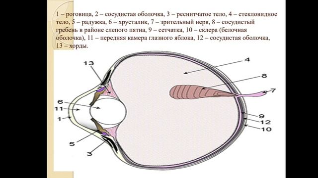 Сырымбетов С.Т. Орнитология. Лекция №11 (русский) смотреть онлайн