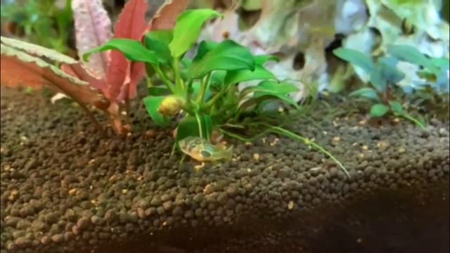 Тетрадон атакует