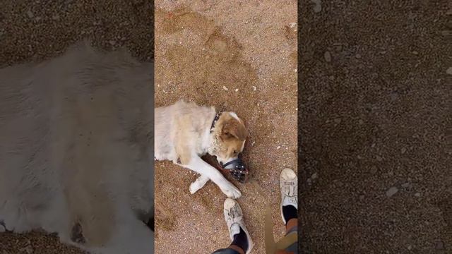 6.06.2021 Казахский Волкодав Среднеазиатская Овчарка тобет то что на ней фиолетовый это чеми спрей смотреть онлайн