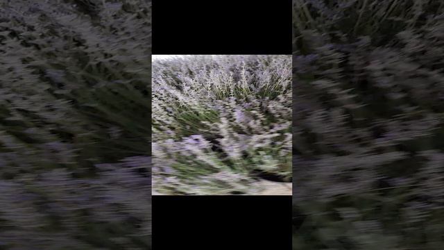 Агроном Нина