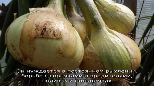Среднепоздний сорт лука с очень крупными головками «Эксибишен» смотреть онлайн