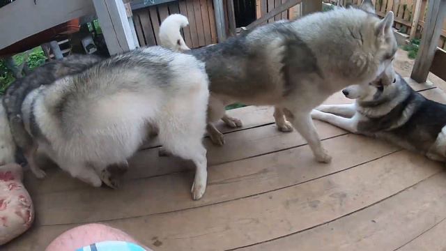 Бедная Хаски уже не знает куда деться от этих Кобелей смотреть онлайн