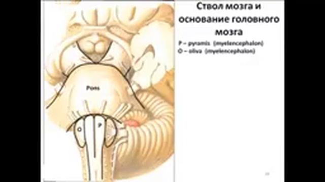 место выхода черепных нервов смотреть онлайн