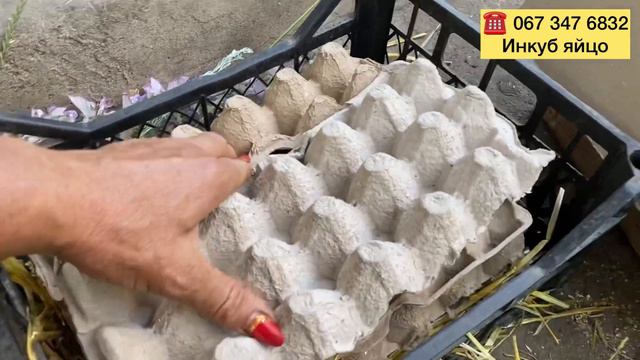 Посылка на Херсон Куриное Инкубационное яйцо//Купить яйцо почтой упаковка и отправка по Украине смотреть онлайн