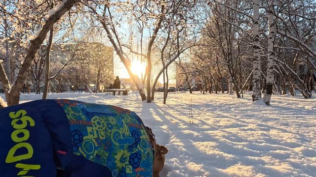 Вега на утренней прогулке смотреть онлайн