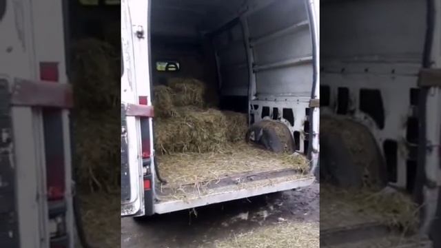 Впереди зима! Приют переходит с опилок на сено смотреть онлайн