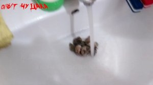 Как вытащить рапана. Самый быстрый и простой способ. Как вытащить молюска из раковины