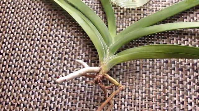 Уход за Вандой (Хорошая новость) смотреть онлайн