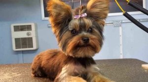 Как подстричь йорка в домашних условиях самостоятельно