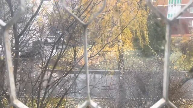 Московская береза в октябре / Moscow Birch in October смотреть онлайн