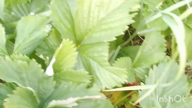 Уход за клубникой смотреть онлайн
