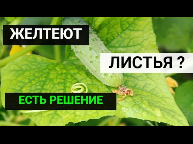 Как легко избавиться от желтых пятен на огурцах_.Причины, если листья огурцов желтеют смотреть онлайн