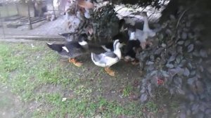 Что получится если скрестить белого мускусного селезня с пекинской уткой