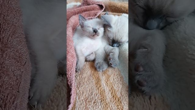 Дневной сон 🤗 Устали очень 😍 смотреть онлайн