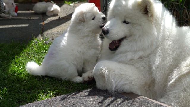 Samojedenwelpen 31 Tagen alt - C-Wurf Samoyeds of Arctic White Cherry смотреть онлайн