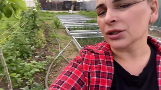 805❤️Юг. Часть 2 Повторная обработка сада от болезней и вредителей. смотреть онлайн