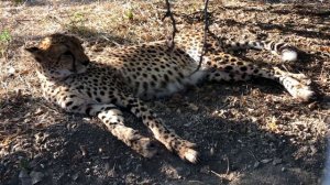 Гепард отдыхает! Тайган