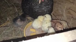 Квочка вывела цыплят. Первые дни жизни???