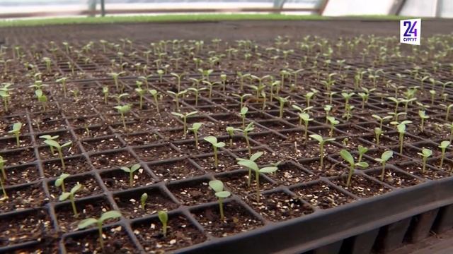 Весна здесь - в теплицах под Сургутом выращивают цветы для городских клумб смотреть онлайн
