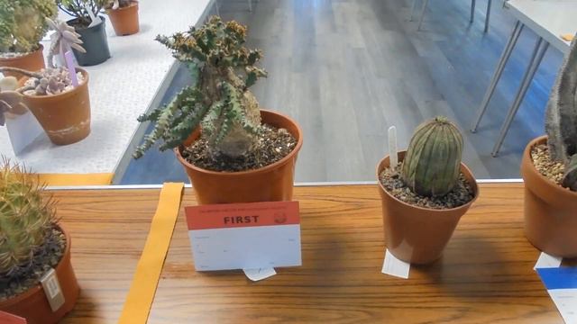 Dover Cactus Show 2023 🌵🏆🌵 смотреть онлайн