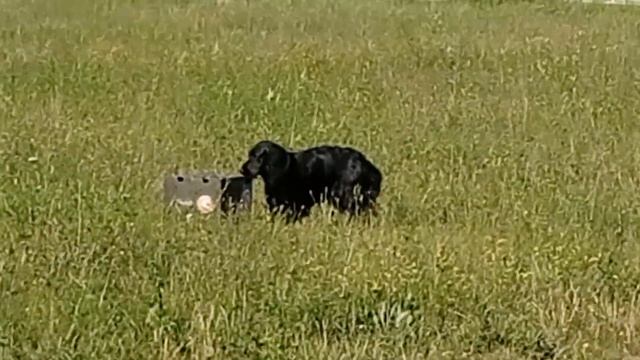 русский спаниель , подъем подсадной дичи смотреть онлайн