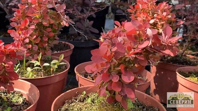 Обзор растений на демонстрационной площадке смотреть онлайн