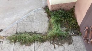 Как БЫСТРО ИЗБАВИТЬСЯ ОТ ТРАВЫ между плиткой. Лучшее средство! УКСУС и СОЛЬ против сорняков во двор