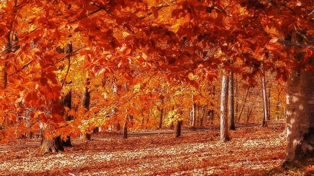 Алицияфильм.Осень. смотреть онлайн