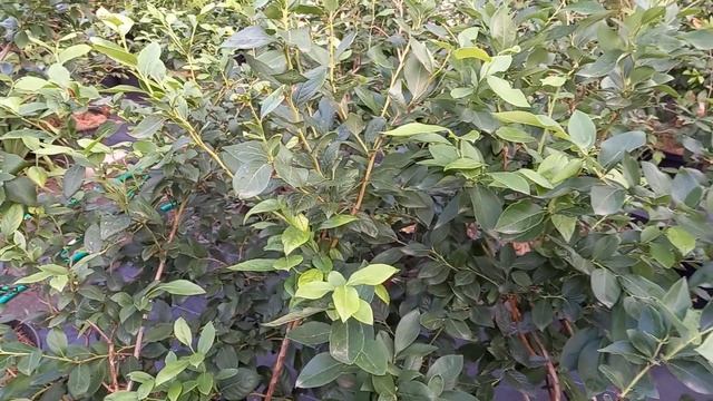 СОВКА. Как я буду бороться с этим вредителем. смотреть онлайн