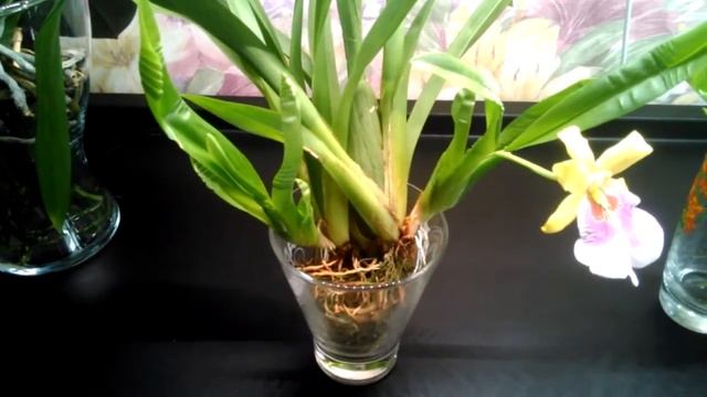 Открытая система (Содержание в воде с просушкой). Мильтониопсис, вернее Мильтония Sunset!!!! смотреть онлайн