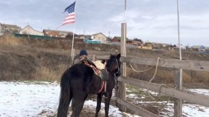 Как научить лошадь стоять спокойно во время посадки.
