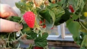 ВАСЕНА новый рем малины