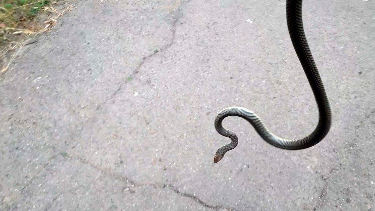 Желтобрюх атакует! Змеи Украины ! смотреть онлайн