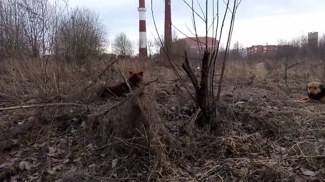 Собачья семья смотреть онлайн