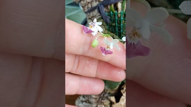 orkidea phalaenopsis parishii ❤️ смотреть онлайн