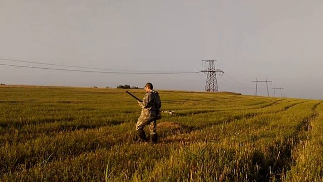 Охота на перепела с английским сеттером / quail hunting with English setter смотреть онлайн