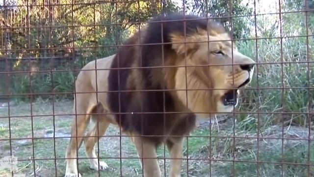 ТОП 10 Рев Львов - Захватывающее Рычание льва ВИДЕО и звук - Lions Roaring