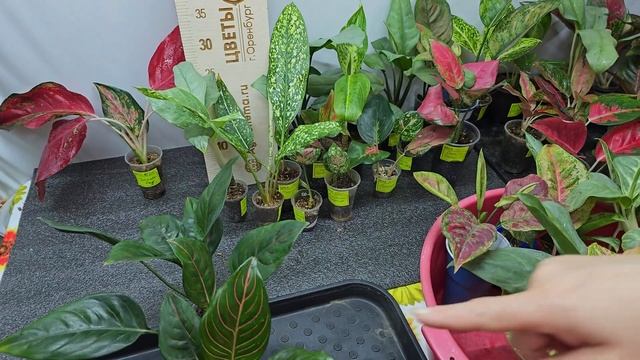 Большая распродажа Аглаонем. Обзор по сортам. Детки, верхушки, адаптированные аглаонемы....
