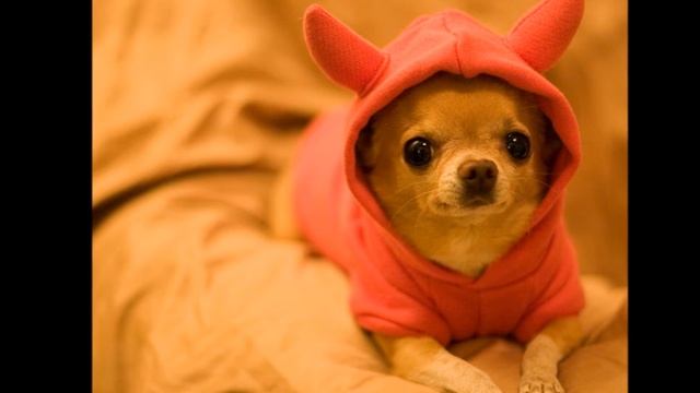Щенки породы Чихуахуа мини смотреть онлайн