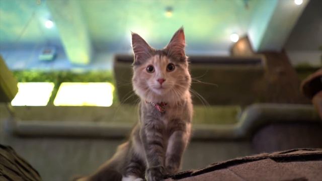 Tokyo's Best Cat Cafe