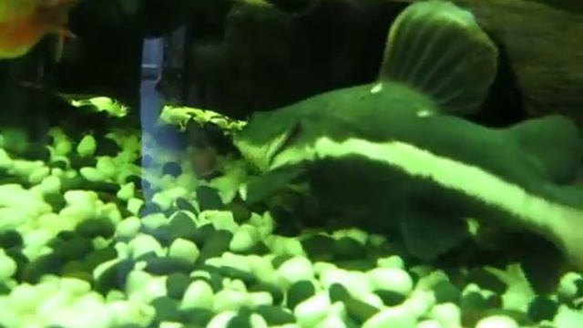 Краснохвостый сом, Пираньи Красный паку, Сомы Синодонтис, Сом Парчовый смотреть онлайн