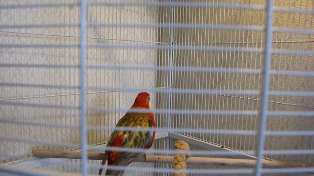 Жадный попугай розелла. Greedy Parrot Rosella.