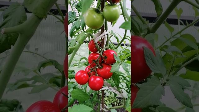 Томаты как на картинке смотреть онлайн