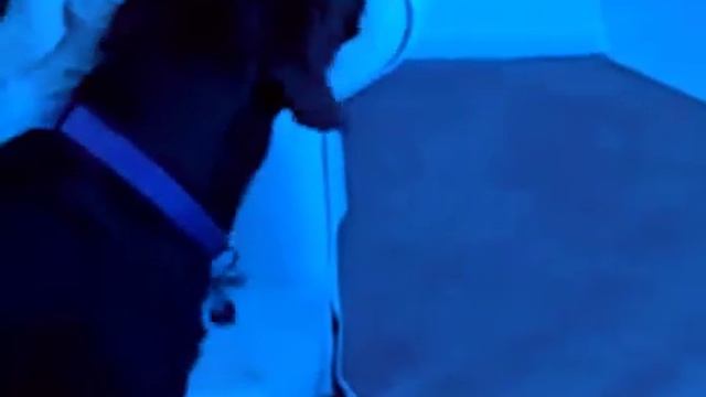 roomba heart attack смотреть онлайн
