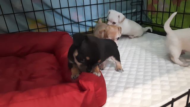 самые красивые и милые Детки чихуахуа Кастропуло Крым Симферополь питомник собак Крым купить щенка смотреть онлайн